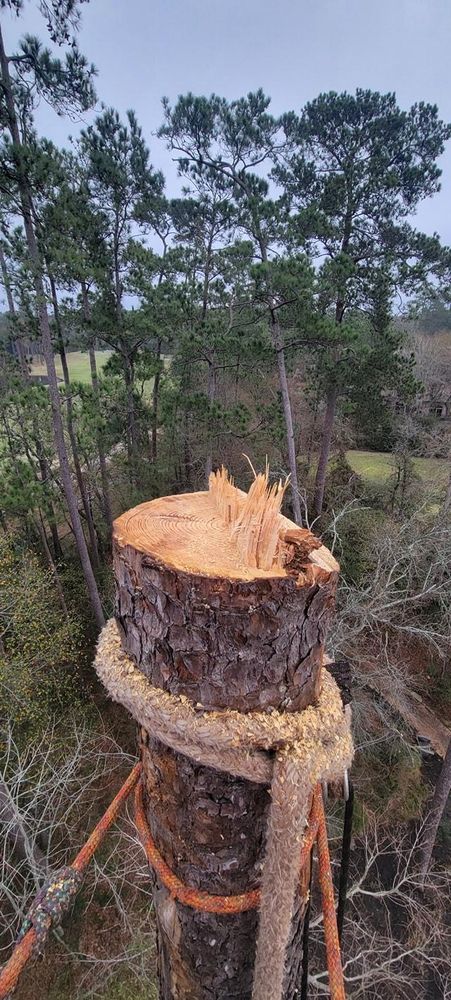 All Photos for Servin's Tree Care  in Houston, TX