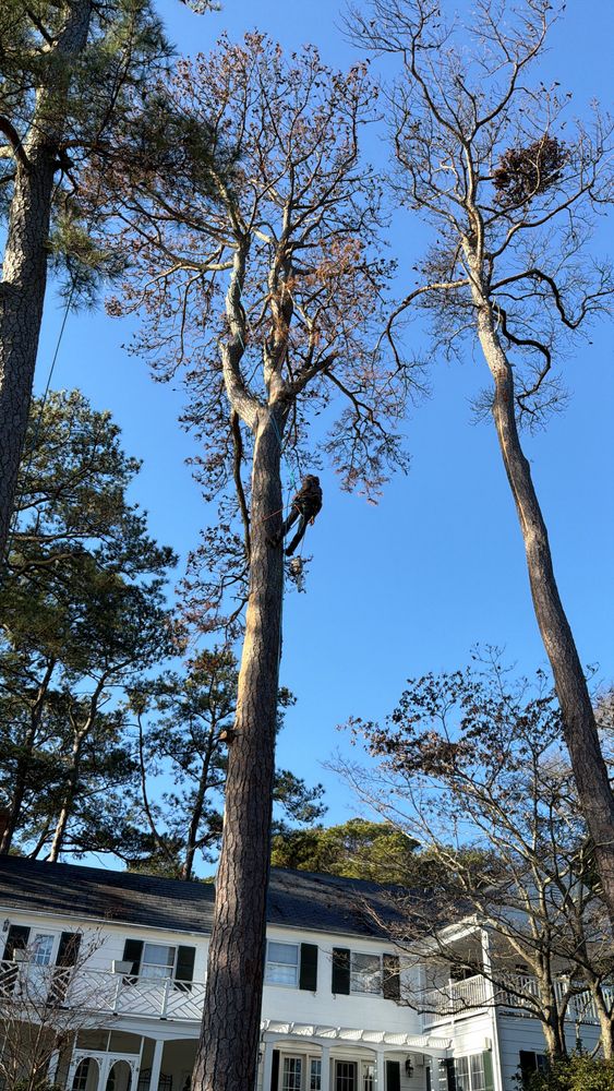 All Photos for Tidewater Tree Service in Chesapeake, VA