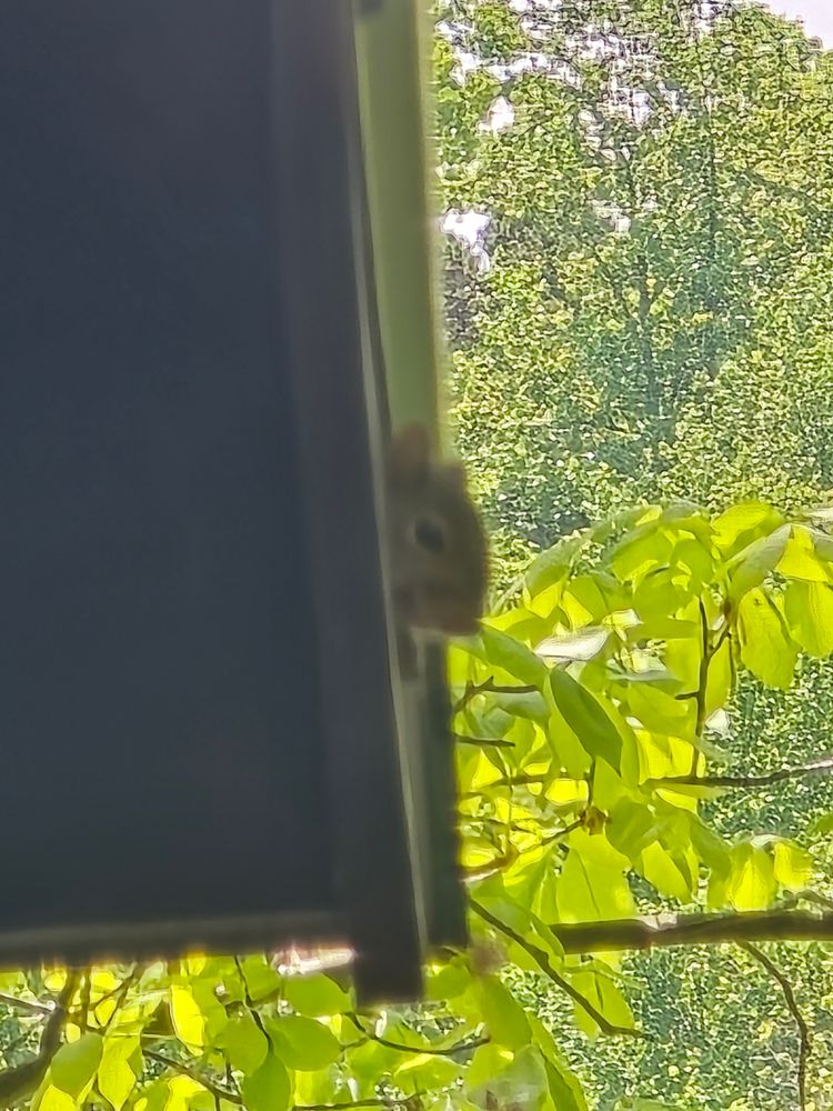 All Photos for The Handyman Viking in Dandridge, TN