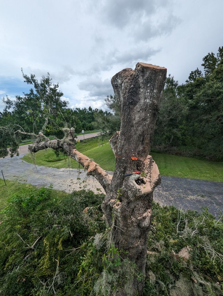 All Photos for Regal Tree Service and Stump Grinding in Wauchula, FL