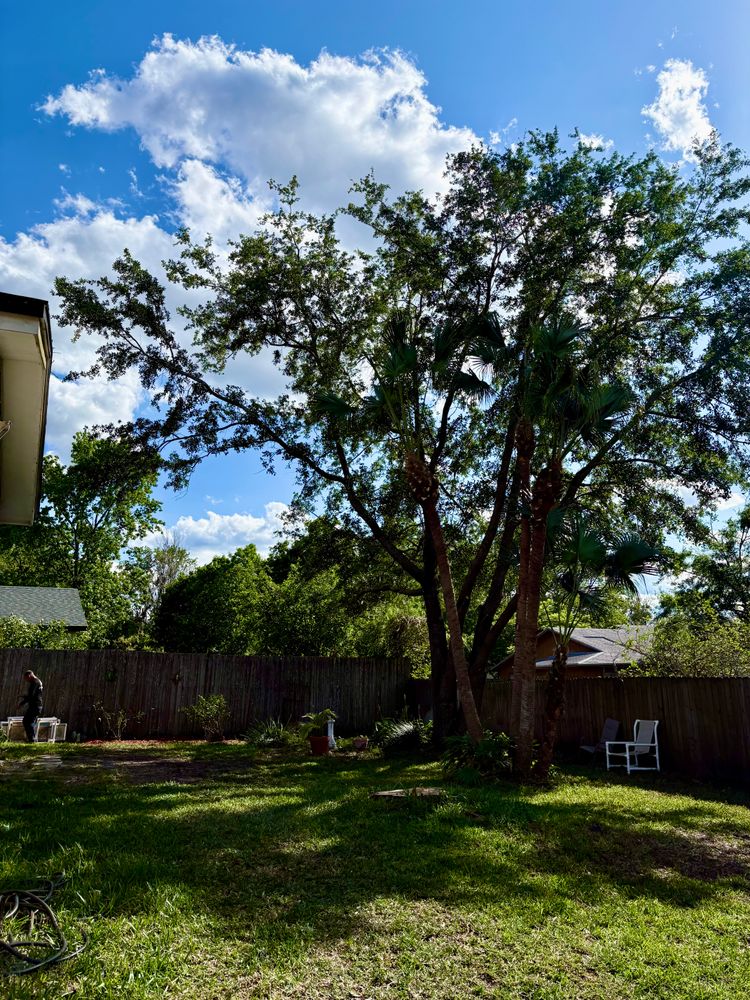 All Photos for Top Notch Tree Experts in Orange Park, FL