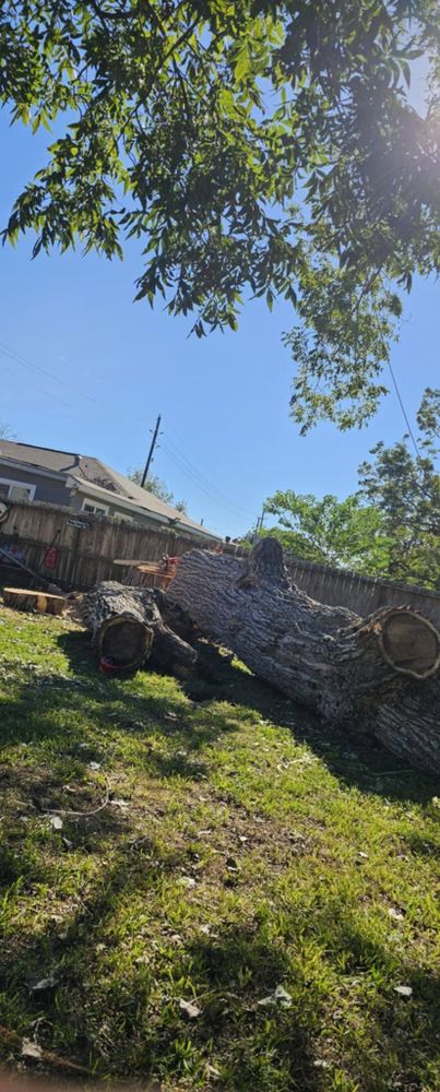 All Photos for Servin's Tree Care  in Houston, TX