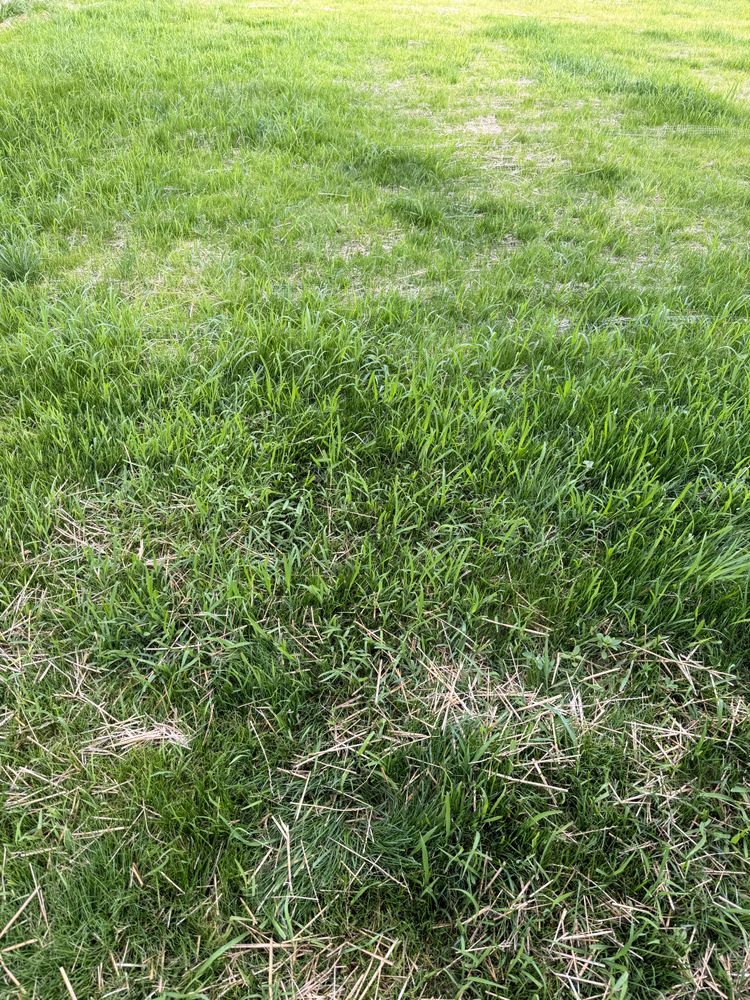 Lawn Seeding & Over-seeding for Sneed & Co LLC in Kokomo, IN
