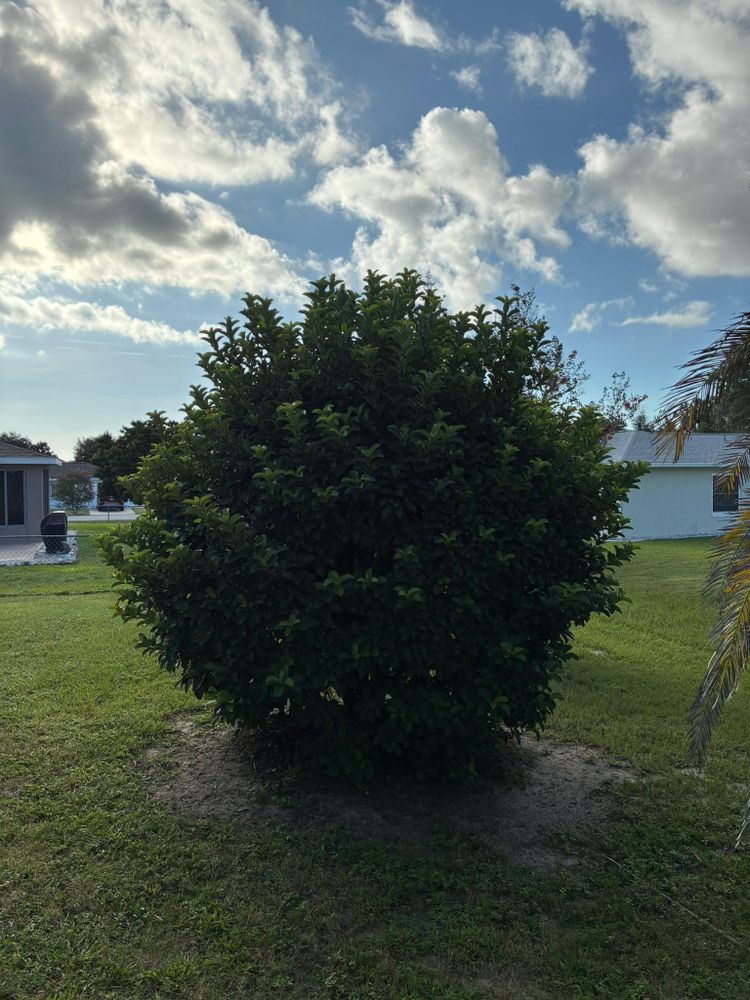 All Photos for Young's Lawn Services LLC in Ocala, FL