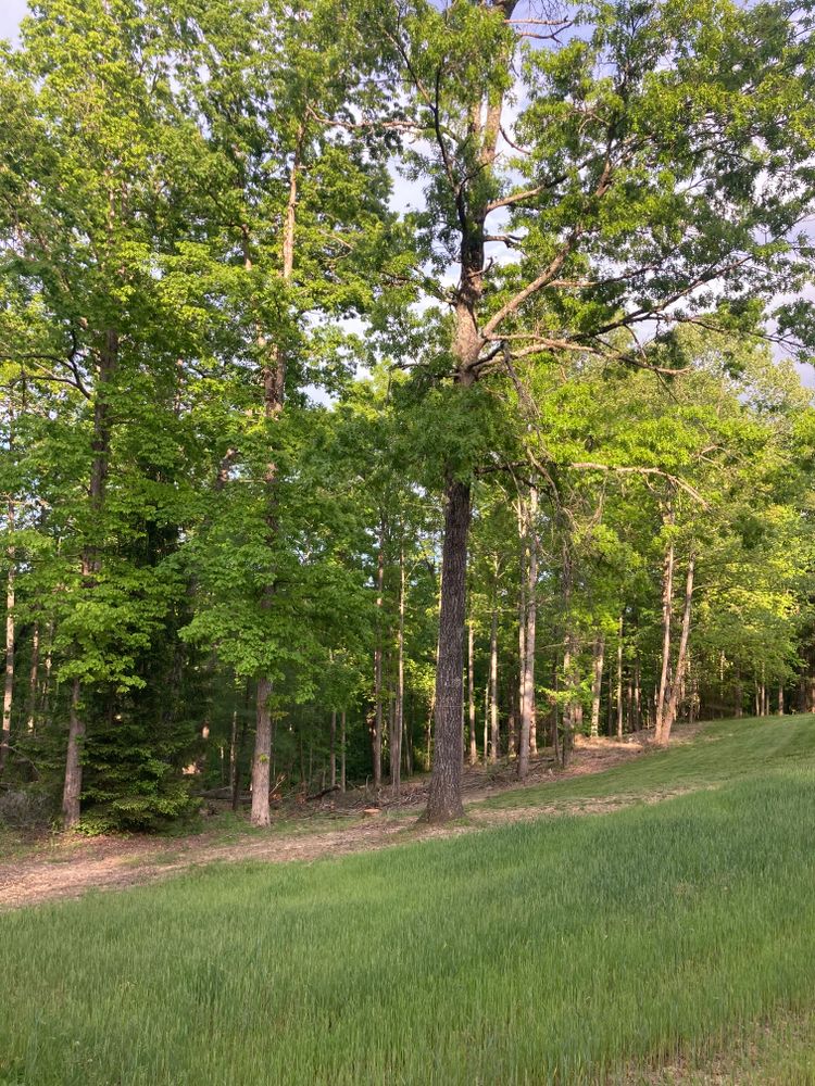 All Photos for Houtz Tree Service in Lexington, KY