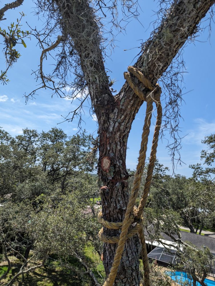 All Photos for Regal Tree Service and Stump Grinding in Wauchula, FL