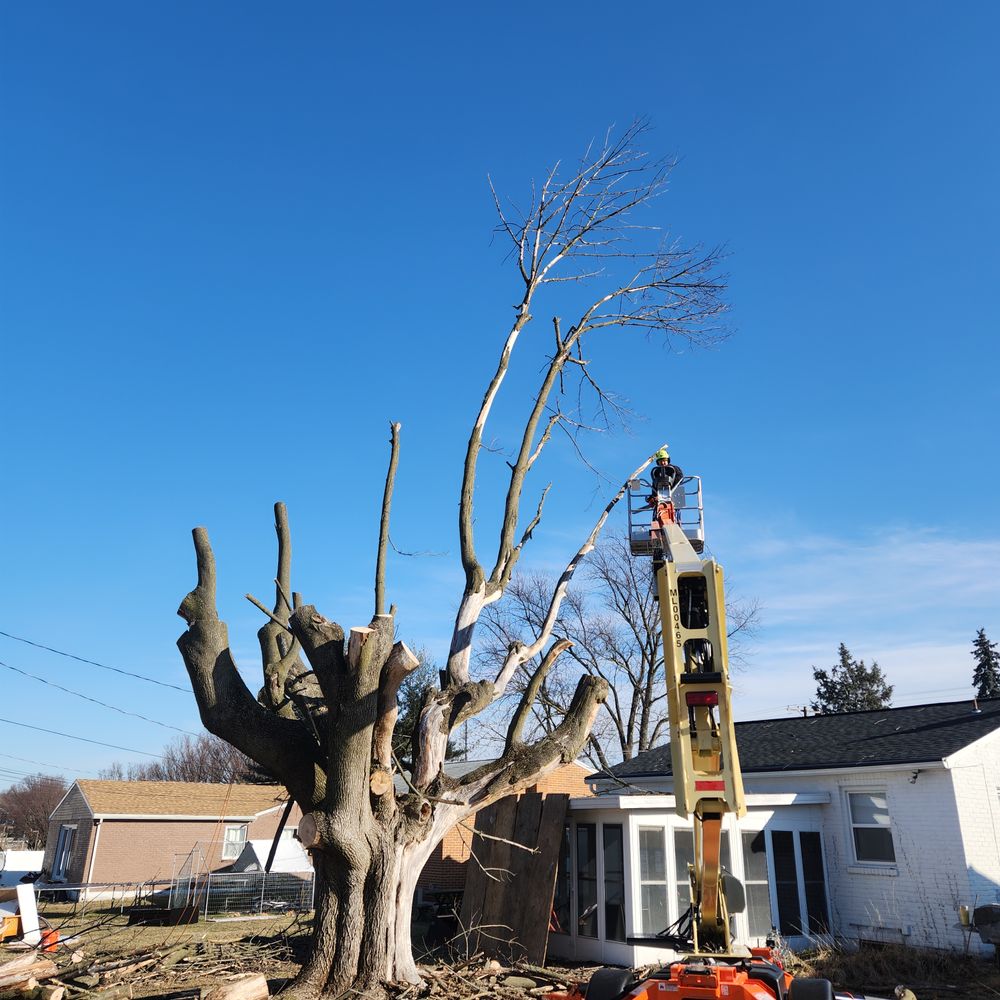 Tree Services for Wiley Landscape Design in York, PA