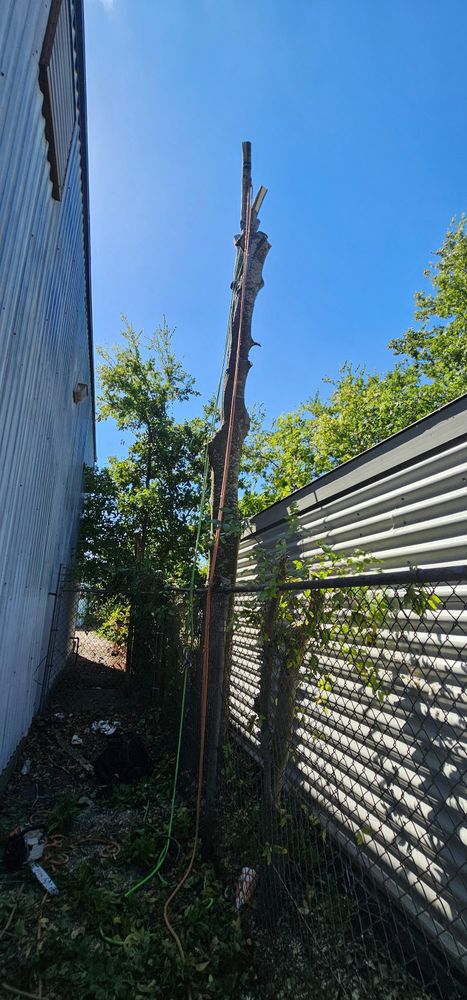 All Photos for Servin's Tree Care  in Houston, TX