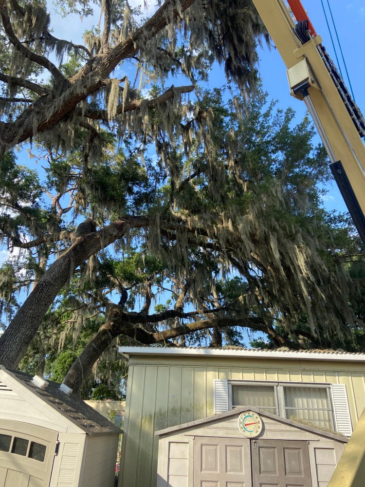 Tree Removal for Efficient and Reliable Tree Service in Lake Wales, FL