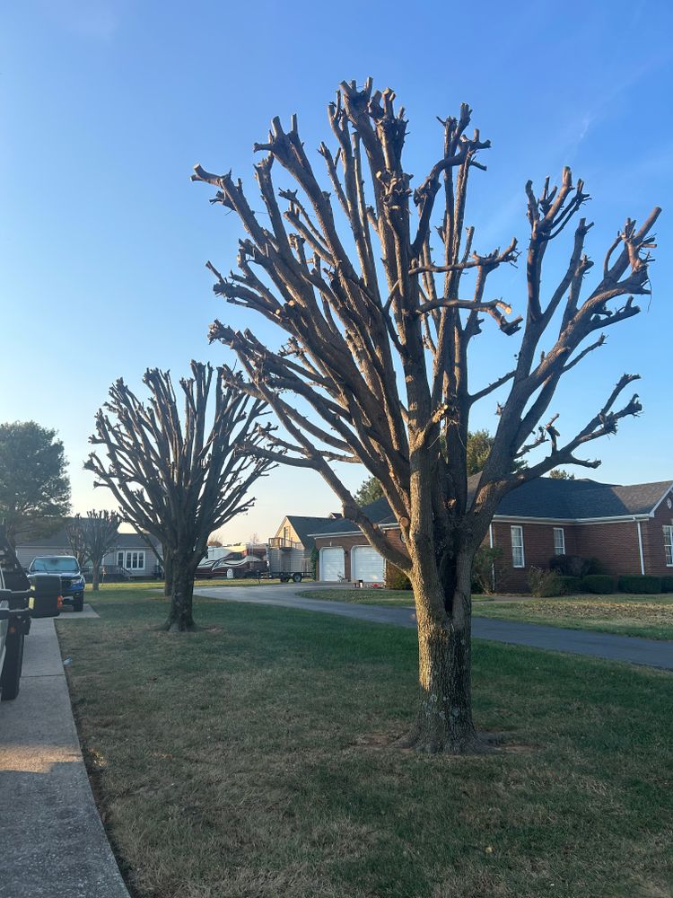 Tree Removal for Optimum Tree Service And Landscaping in Bowling Green, KY