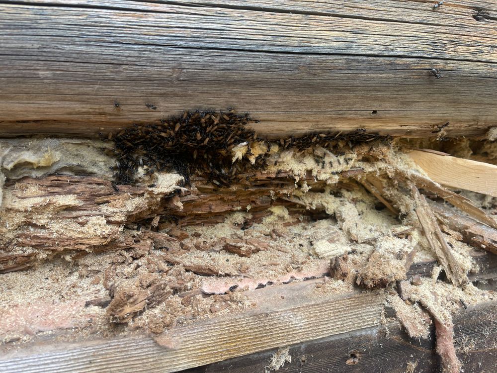 All Photos for True Blue Logworks LLC in Corvallis, MT