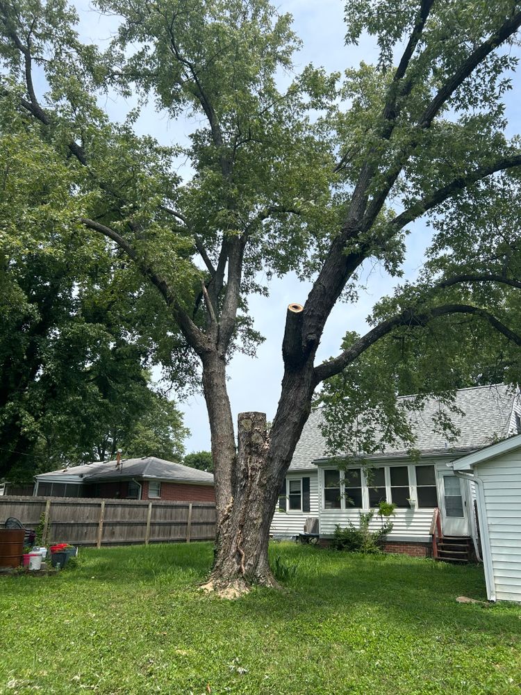 All Photos for Stinger Tree Service in Belleville, IL