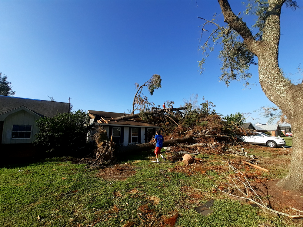 All Photos for Professional Tree Service USA in Chattanooga, TN