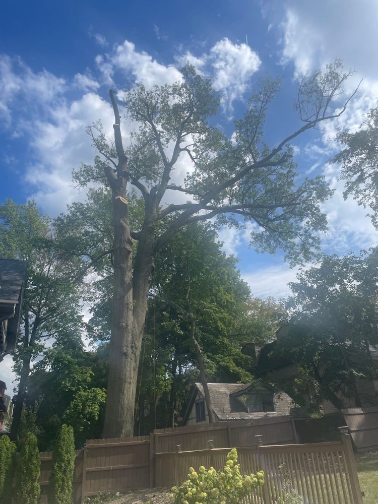 All Photos for TLC Professional Tree Service in Bedford, TX