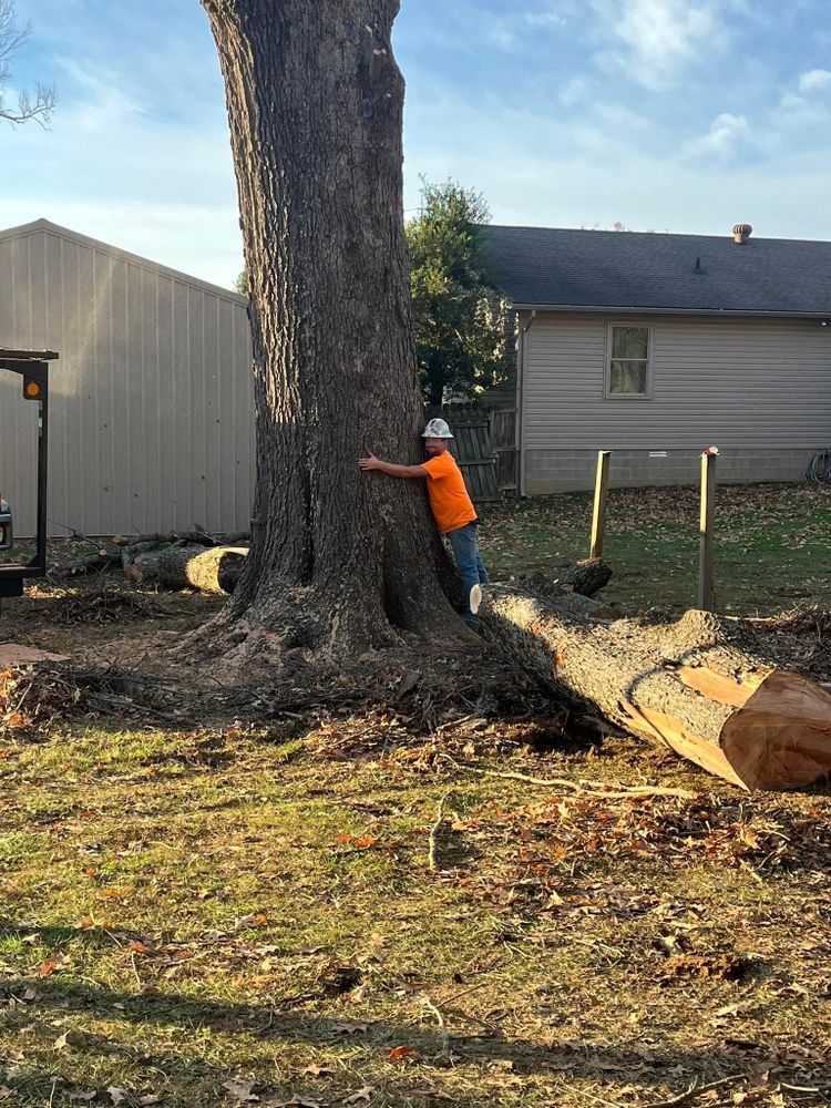 All Photos for Curtis Tree Service LLC in Hopkins County, KY