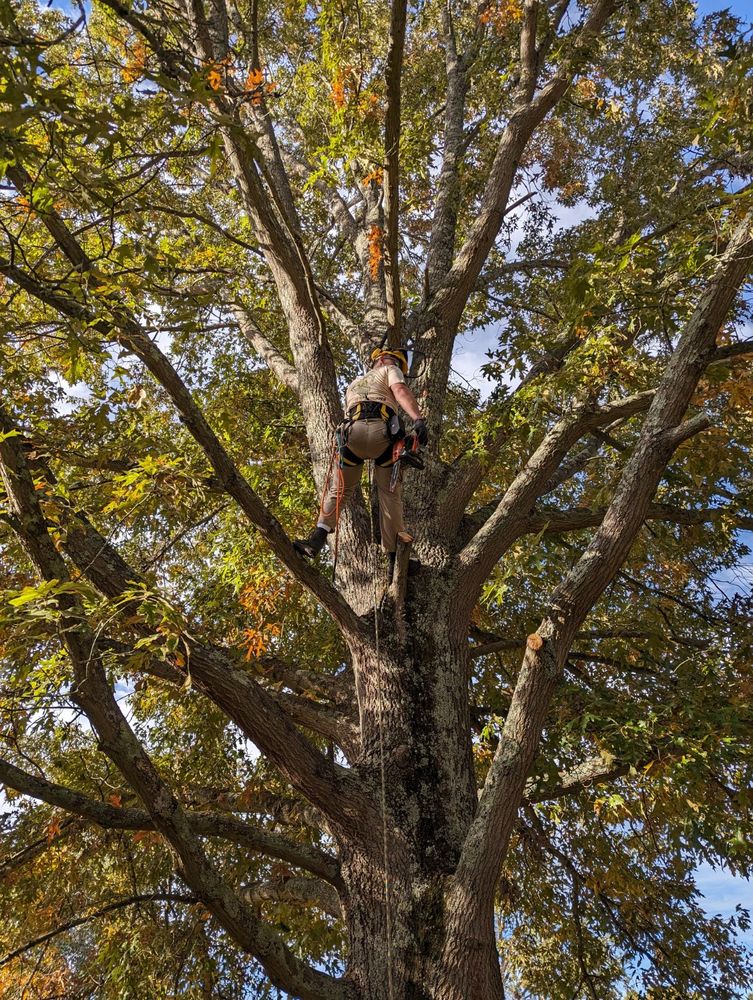 Tree Trims for Affordable Tree Service TN in White House, TN