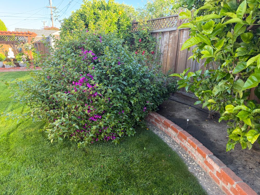 All Photos for CBA Landscaping in Hayward, CA