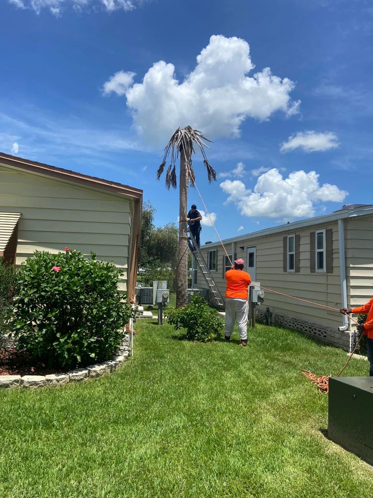 All Photos for Efficient and Reliable Tree Service in Lake Wales, FL