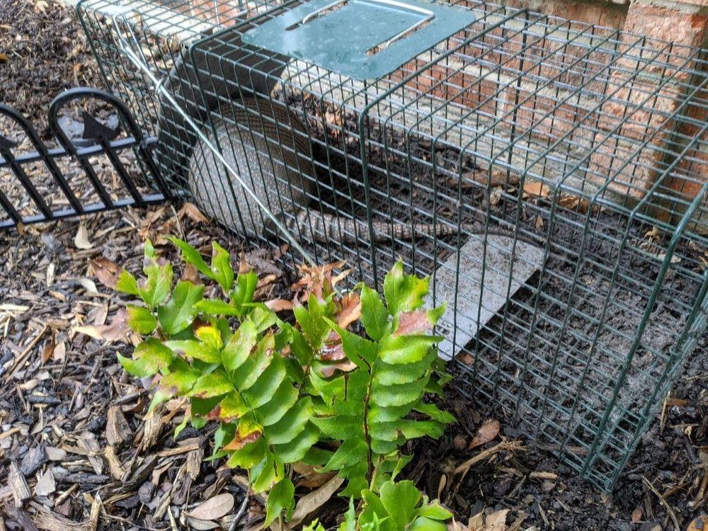 All Photos for Topper's Wildlife Removal in Garland, TX