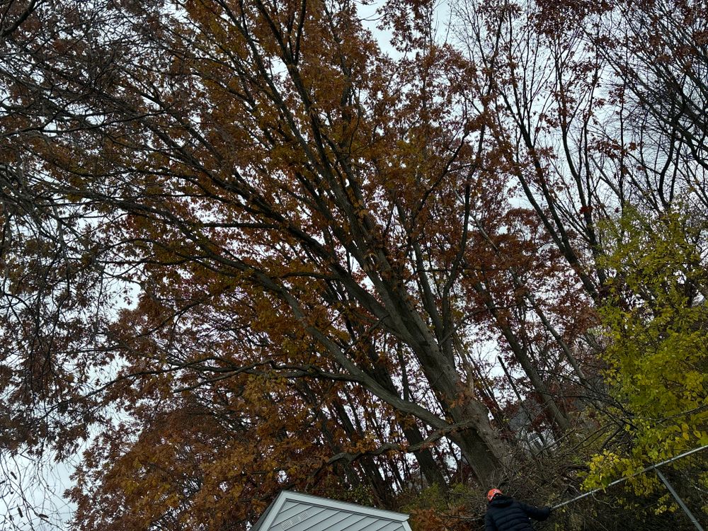 All Photos for T's Trees in Albany, NY