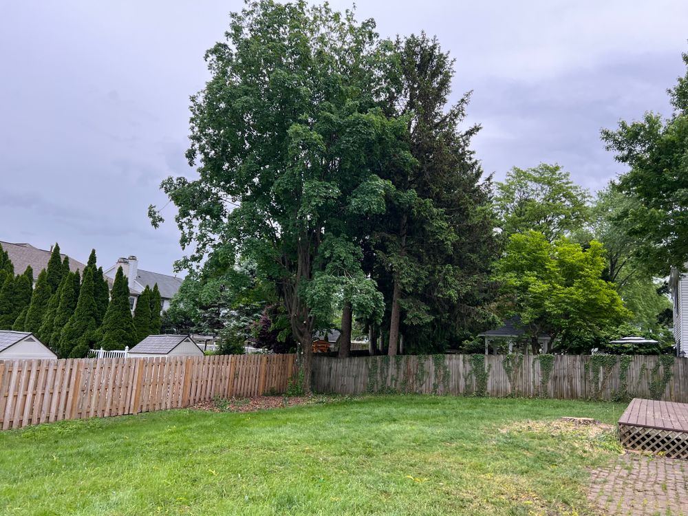 All Photos for Down To Earth Tree Service, LLC in Olmsted Falls, OH