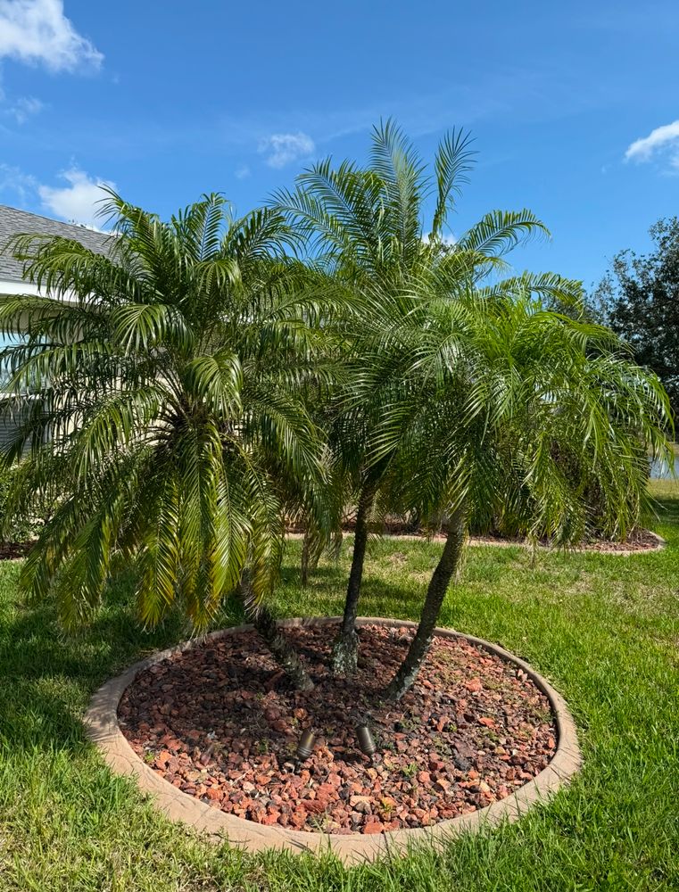 All Photos for MX Trees LLC in Englewood, FL