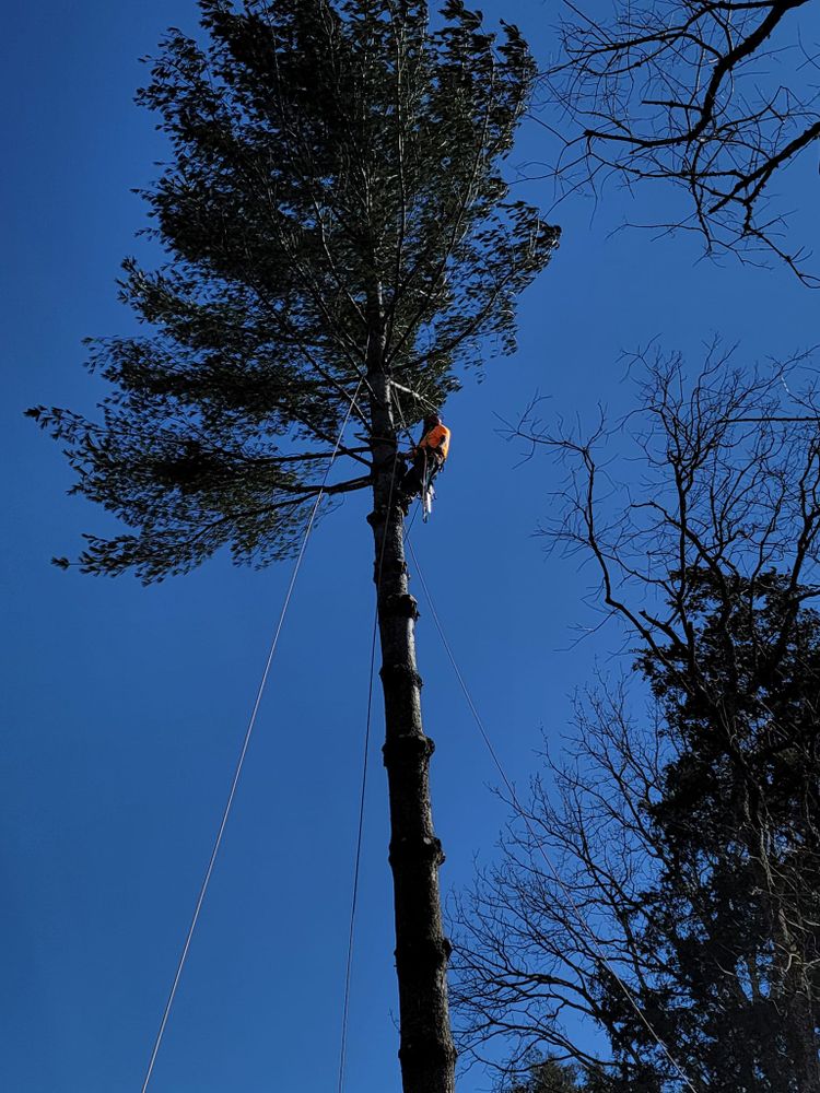 Tree Removal for Reagan & Sons Tree Service in Dandridge, TN