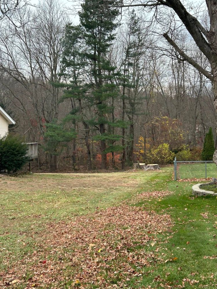 Our Clean Up service ensures your property remains immaculate after tree work, as we efficiently remove debris, leaving your yard pristine and safe, enhancing both the appearance and value of your home. for DC TREE in Vernon, CT