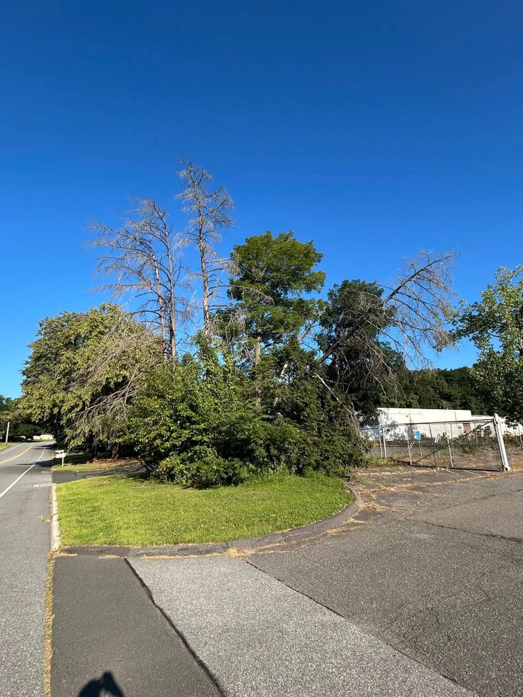 Enhance your landscape with our professional Shrub Trimming service, ensuring healthy growth and a polished appearance for your shrubs. Trust us to maintain the beauty and structure of your outdoor space. for DC TREE in Vernon, CT