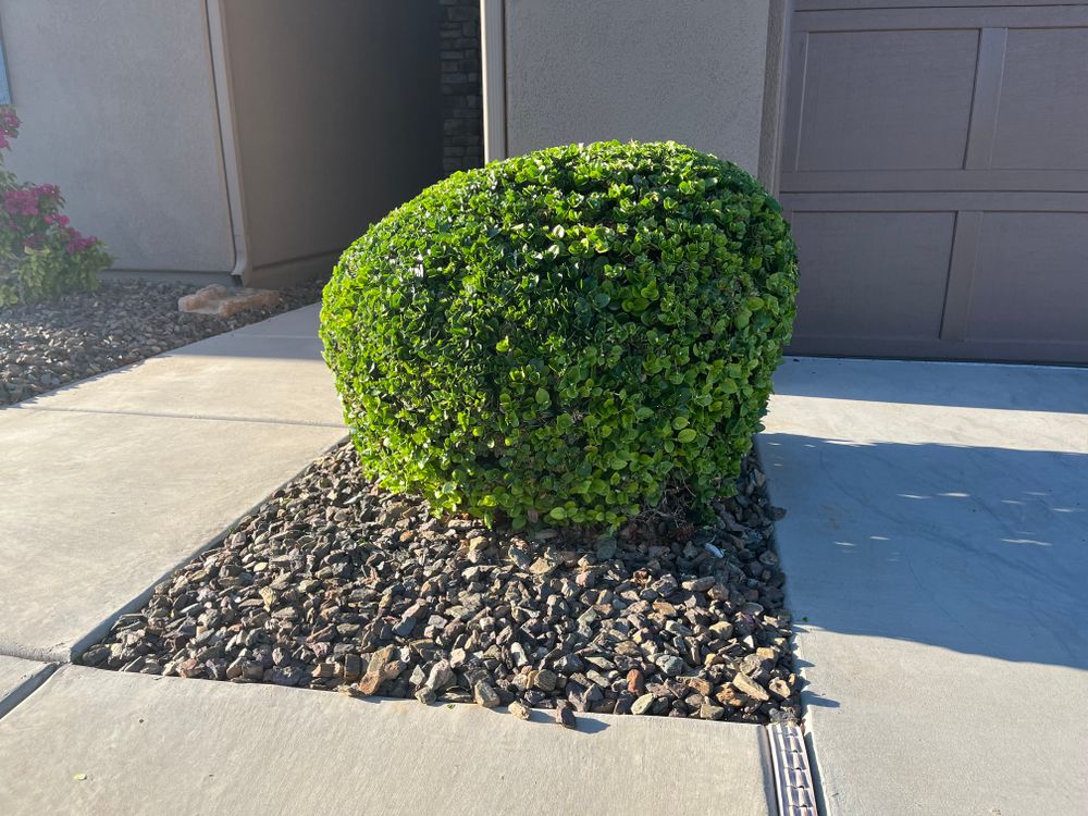 All Photos for Grand Canyon State Landscape Inc. in Surprise, AZ