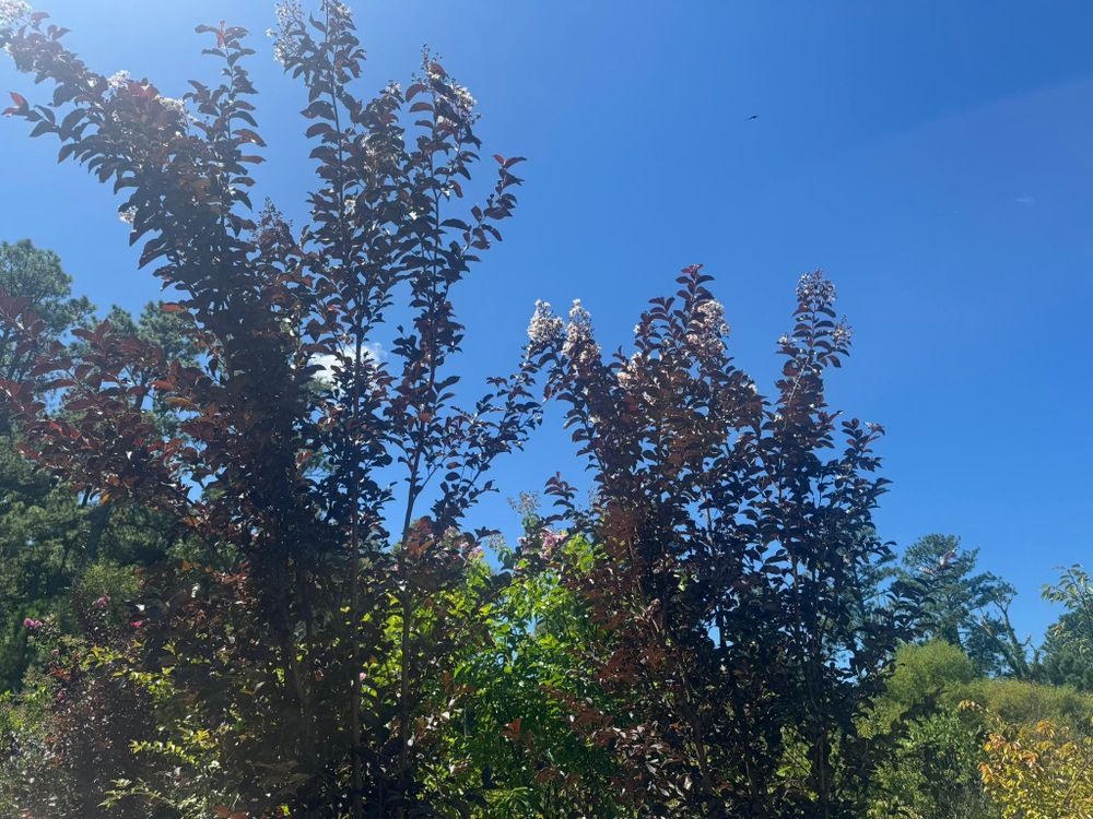 All Photos for Branch Out Tree Care LLC in Fredericksburg, VA