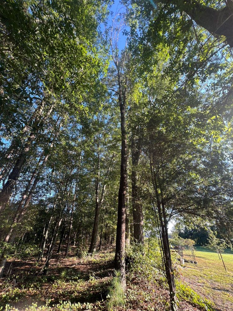 All Photos for Brooks Tree Service in Casar, NC
