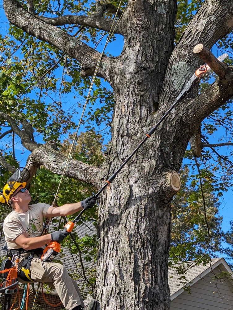 Tree Trims for Affordable Tree Service TN in White House, TN