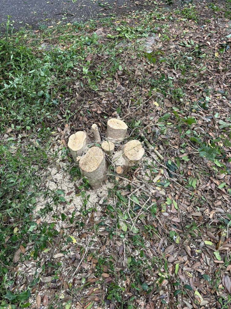 Tree Services for SEALY TREE and LAWN in Cleveland, TN