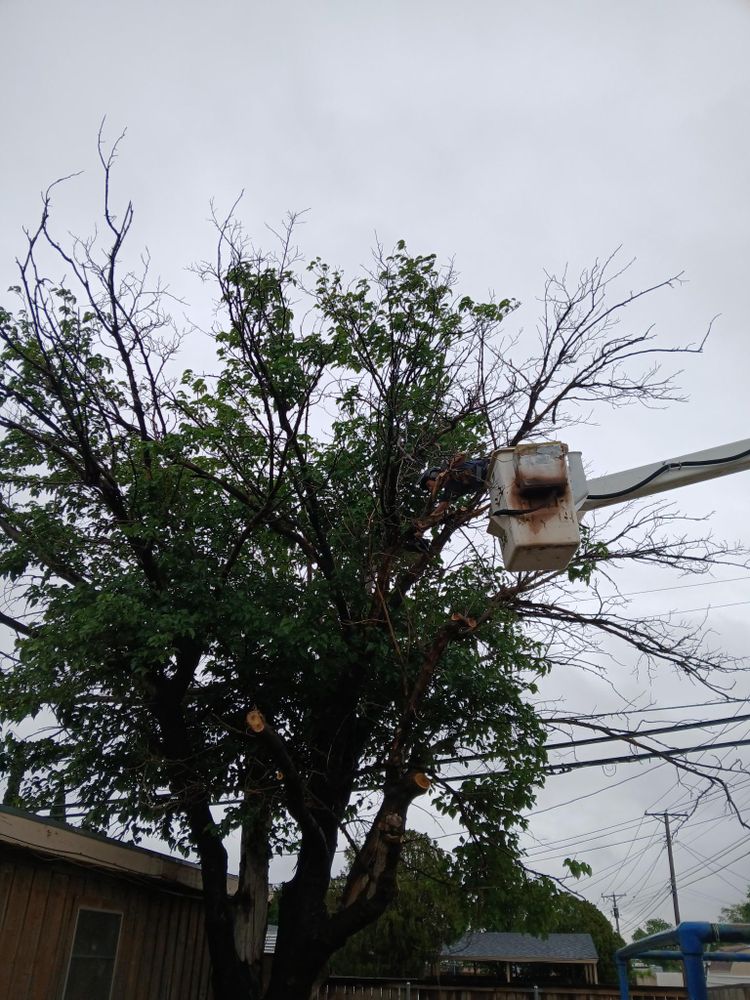 All Photos for Stone's Tree Services and Landscaping in Midland, TX