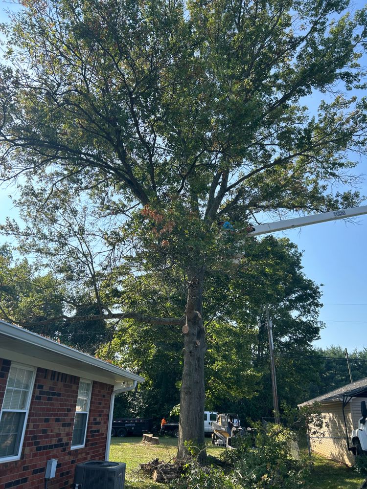 All Photos for Optimum Tree Service And Landscaping in Bowling Green, KY