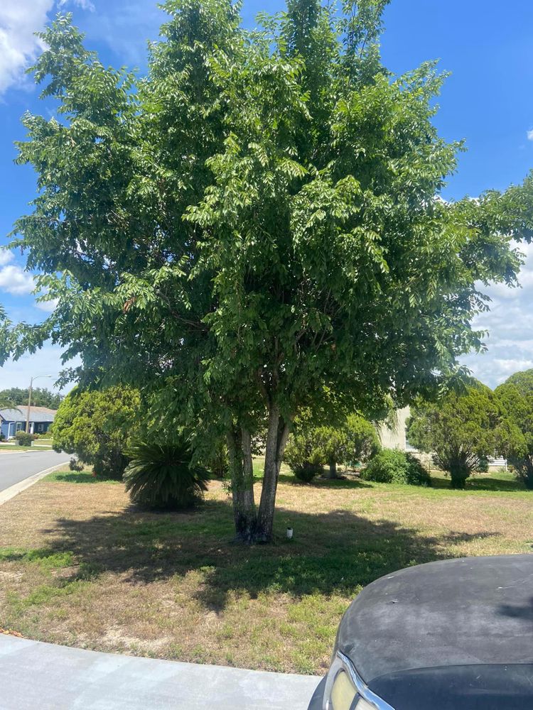 Fall and Spring Clean Up for Efficient and Reliable Tree Service in Lake Wales, FL