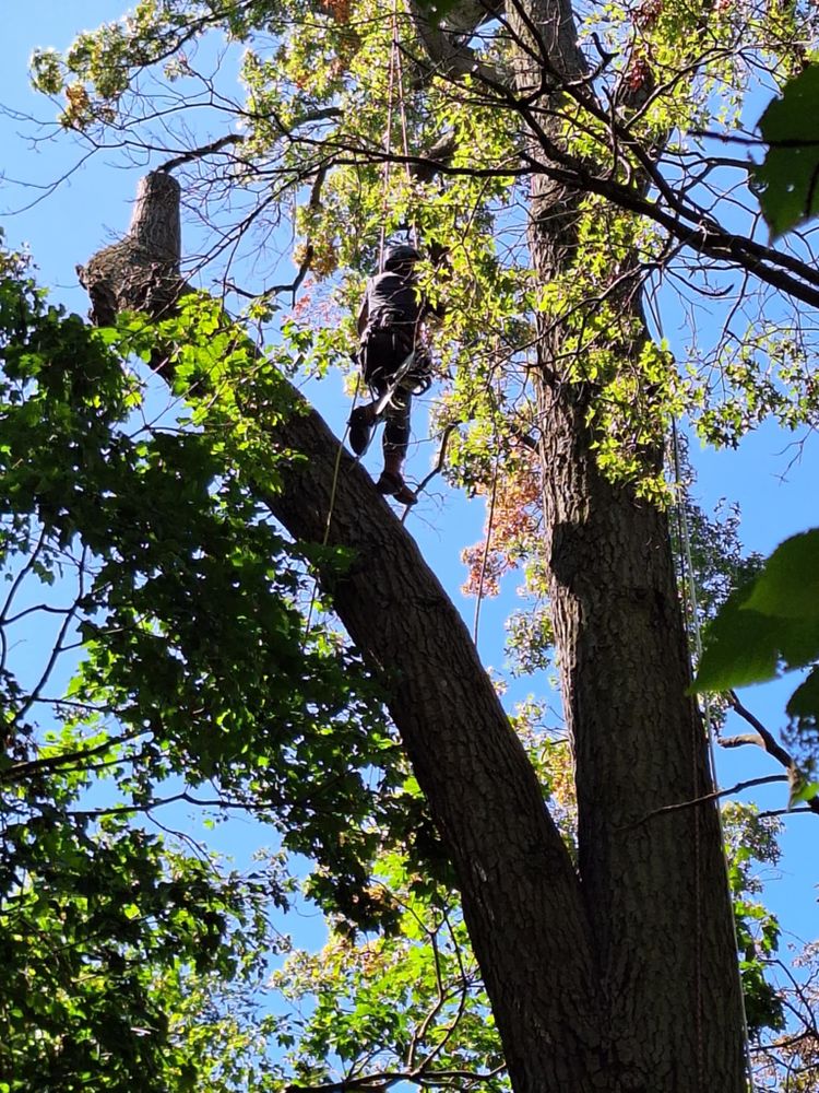 All Photos for Highborn Tree Service in Wheatfield, IN