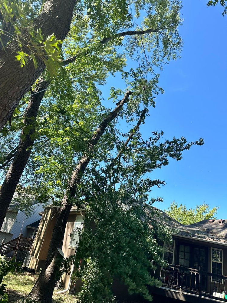 All Photos for Cross Family Tree Service in Kearney, MO