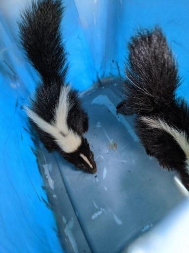 All Photos for Topper's Wildlife Removal in Garland, TX