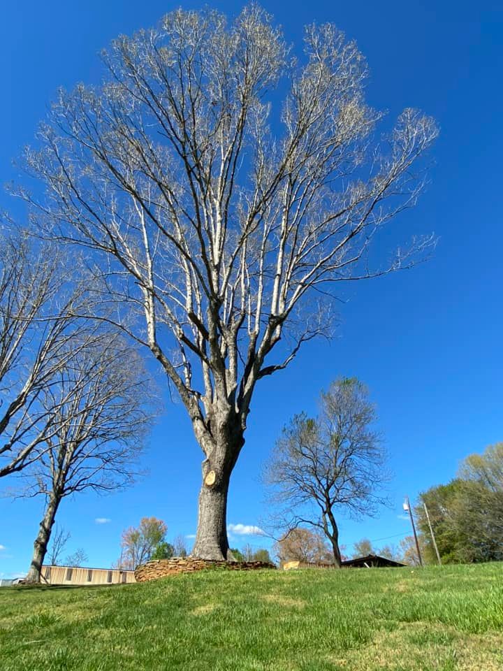 Our professional tree removal service provides safe and efficient tree removal for homeowners in need of clearing space, ensuring the job is done quickly, cost-effectively, and with minimal disruption. for El Perico Tree Service and Lawn Care, LLC in Boonville, North Carolina