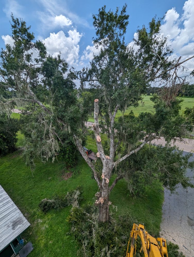 All Photos for Regal Tree Service and Stump Grinding in Wauchula, FL