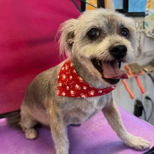 All Photos for Curbside Clips Mobile Grooming in Roachdale, Indiana