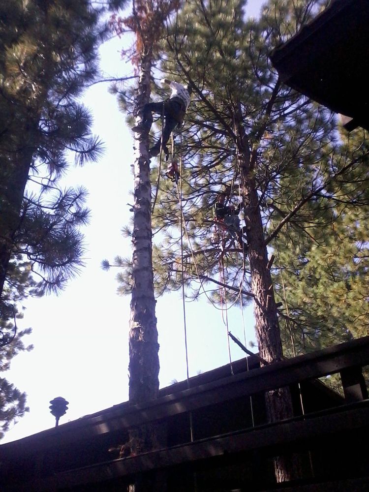 Tree Removal for Rockwood Tree Service in Incline Village,  NV