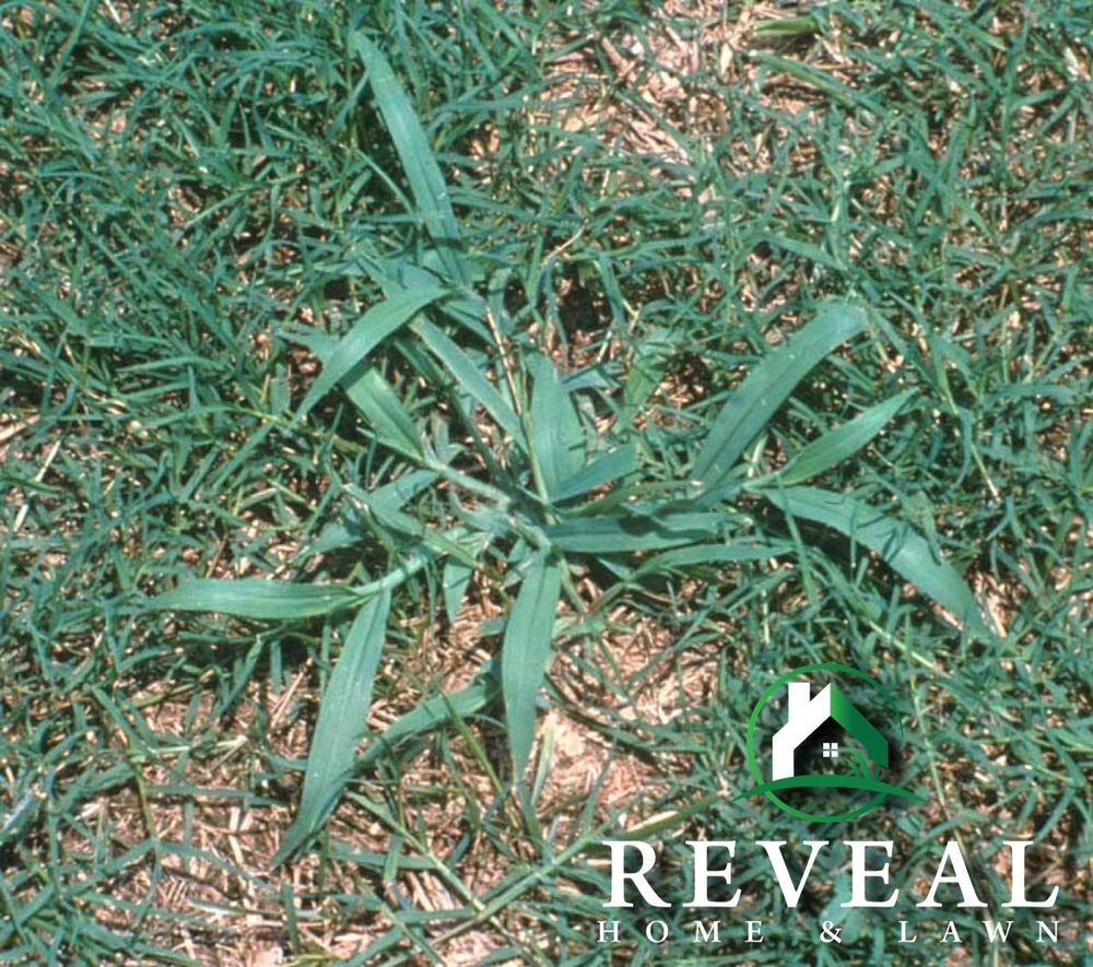 Lawn Care for Reveal Home & Lawn in Brunswick, GA