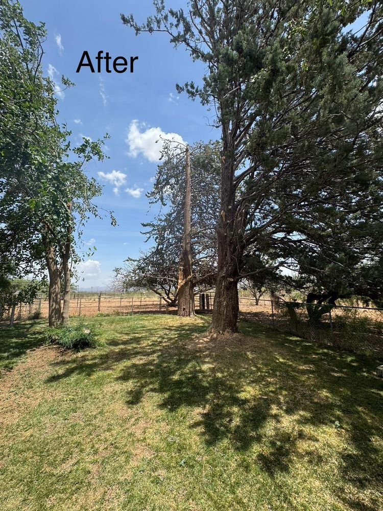 Stump Removal for By Faith Landscaping in Sierra Vista, AZ