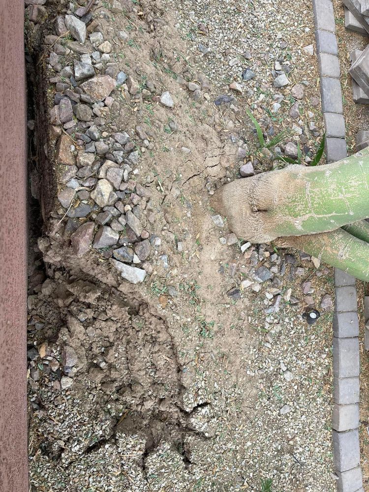 All Photos for Oliver L. Palm & Tree services in Yuma County, AZ