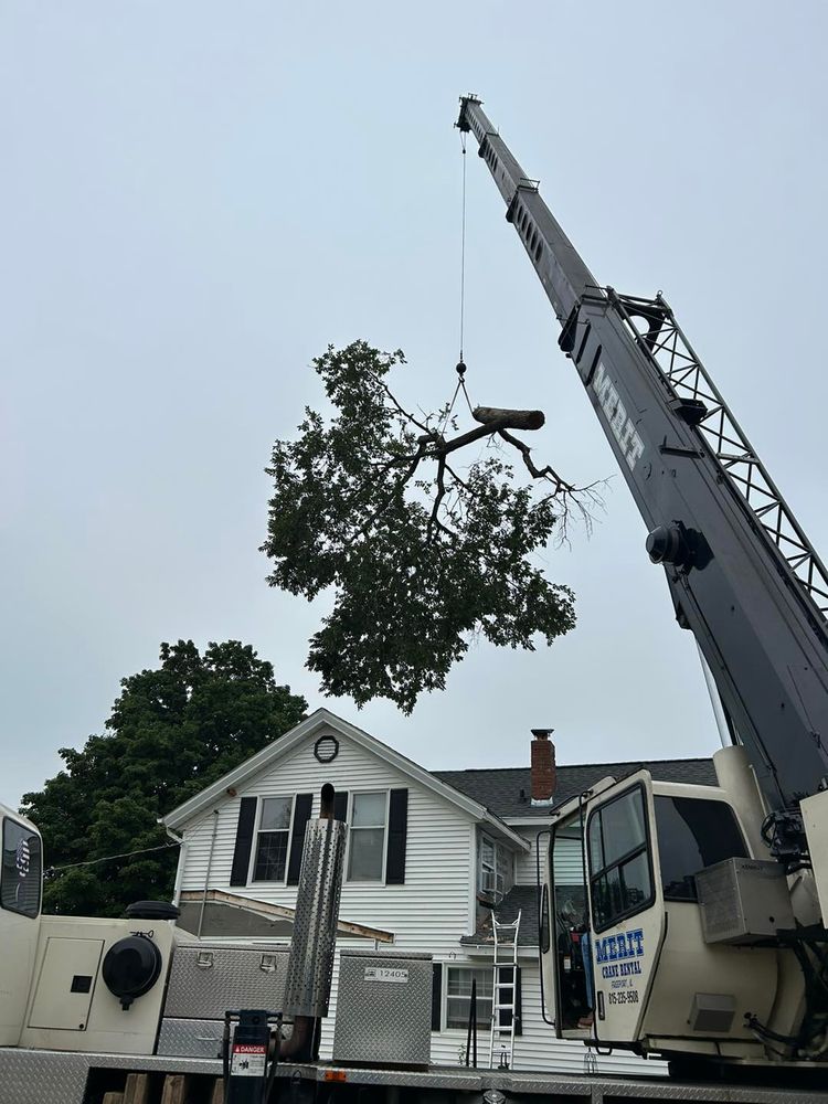 Tree Removal for Fransen's Tree Service  in Freeport, IL