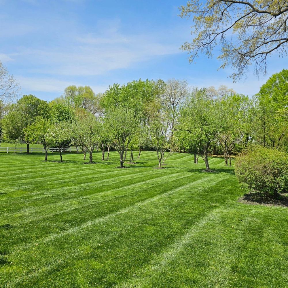 All Photos for Trippin A-Lawn in Bethlehem, PA