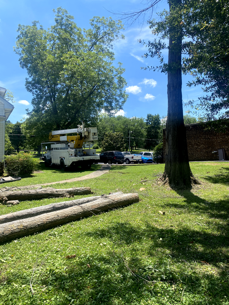 All Photos for Professional Tree Service USA in Chattanooga, TN